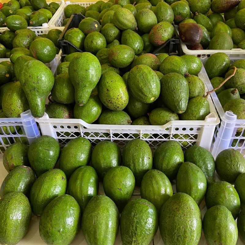 

Alpukat Mentega Pulen,Legit dan Manis 1 kg