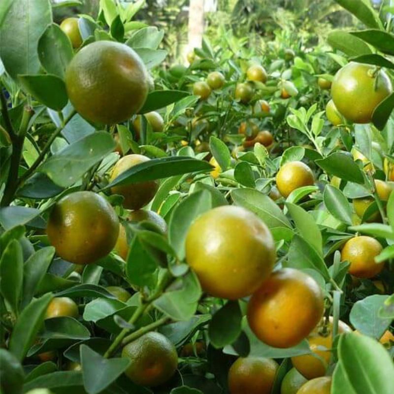 Bibit Jeruk Kasturi/ Jeruk Es Kondisi Berbuah lebat