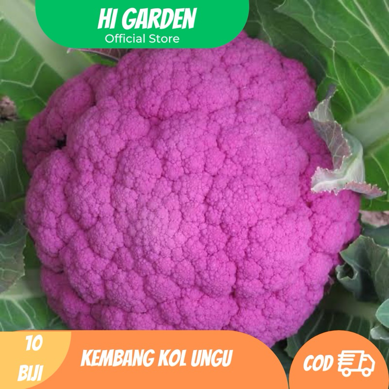 

Bibit Kembang Kol Ungu 10 Biji - HI GARDEN | Sayuran Unik & Bergizi Tinggi