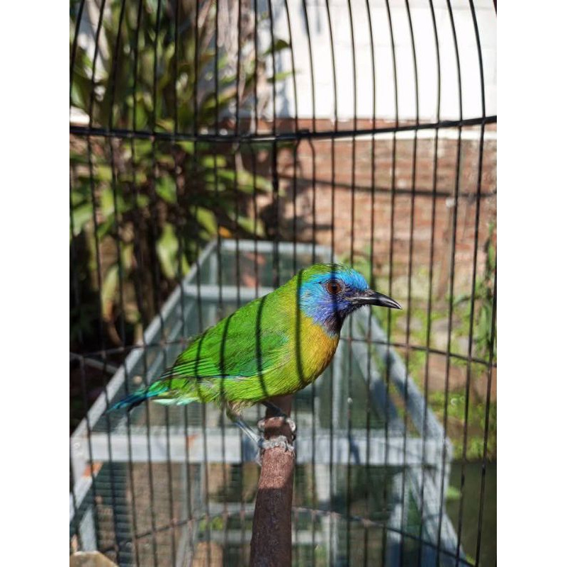 Burung cucak KINOI Jantan gacor rajin bunyi rawatan mulus masteran