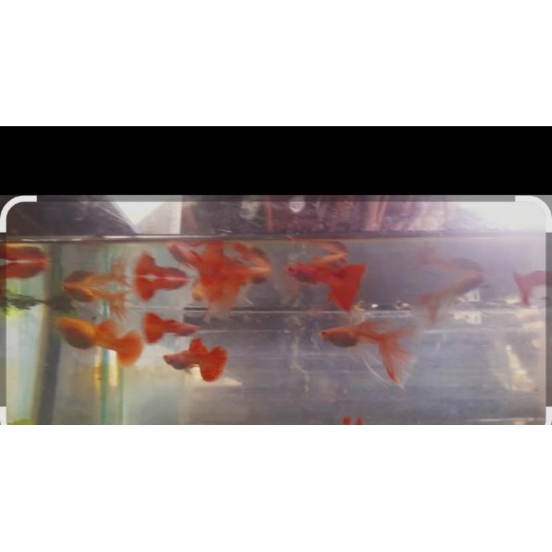 guppy albino metal red lace swallow ribbon