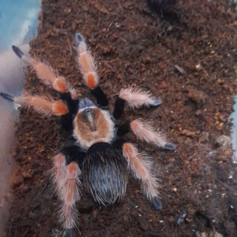 tarantula brachypelma boehmei female