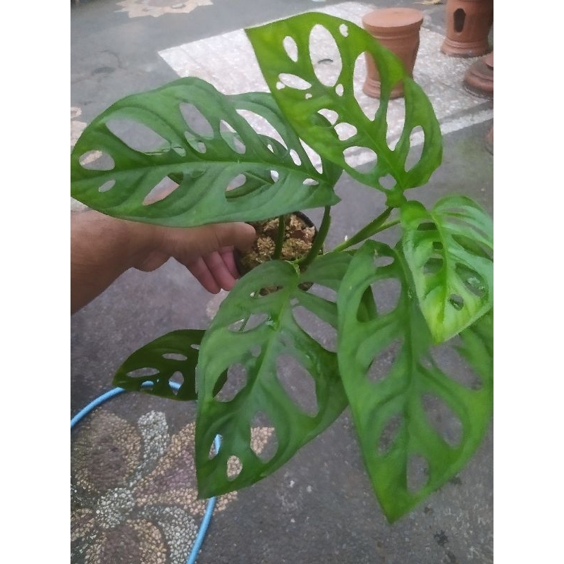Monstera Acuminata Janda Bolong Jepang Murtad