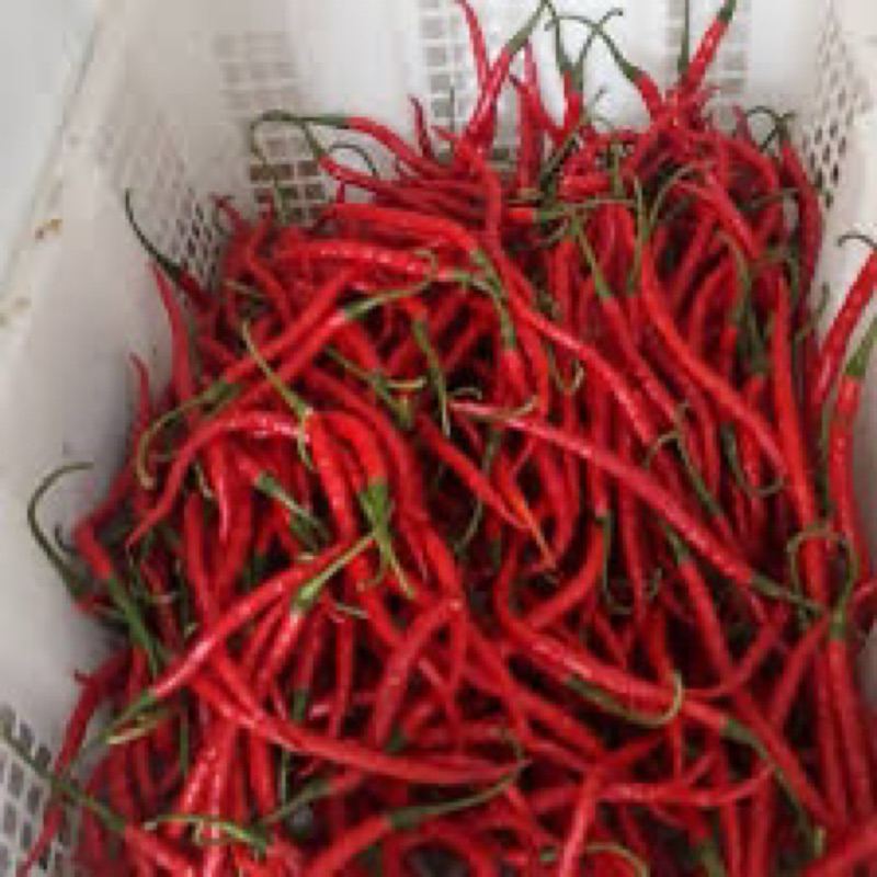 

Cabai Merah Fresh