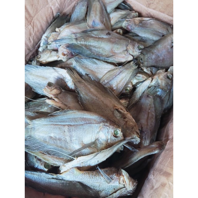 

IKAN ASIN SEPAT/IKAN ASIN PALEMBANG/IKAN ASIN MURAH