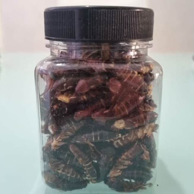 Kecoa Turkish kering - Dried turkish cockroach pakan SG, reptil dll