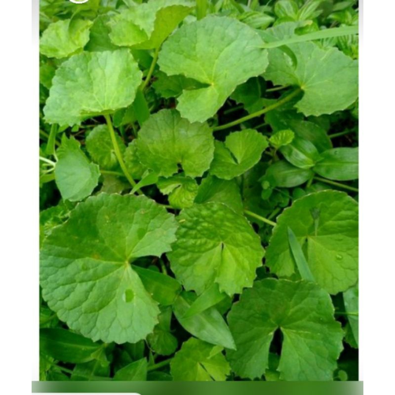 

daun pegagan seger 1kg