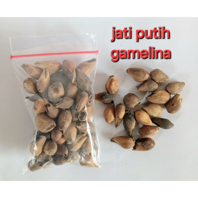 Bibit Jati Putih Sumber Protein Pakan Ternak