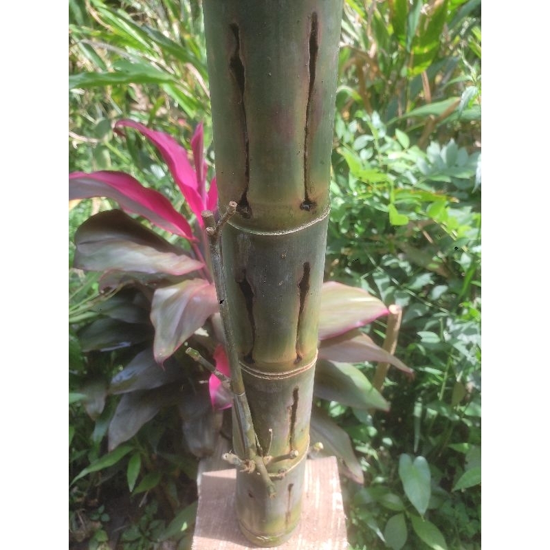 Bambu Combong Asli Alam Terbentuk Oleh alam