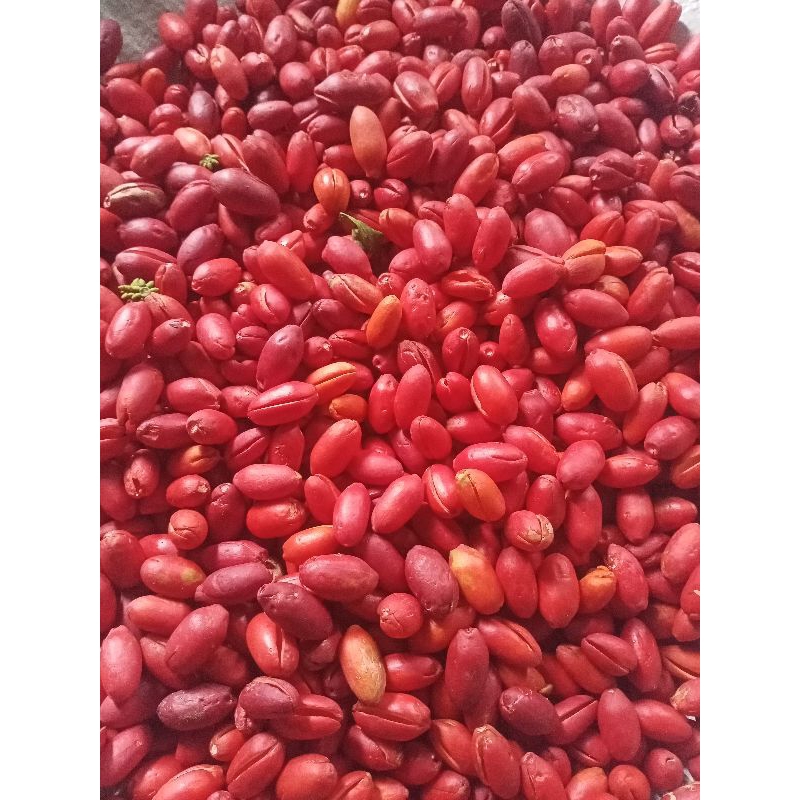 

Kulit Melinjo kulit Tangkil premium fresh 1kg