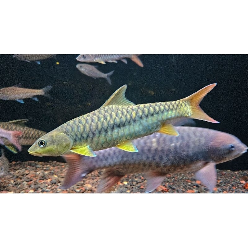 Mainan Tor Putitora Golden Himalaya 12-14cm (WAJIB BACA DESKRIPSI)