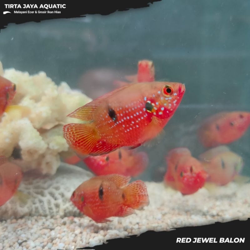 RED JEWEL SHORT BODY/BALON CICHLID