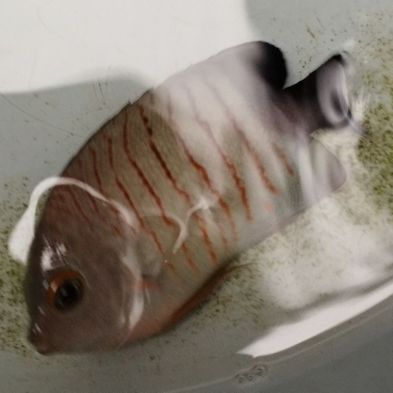 Ikan Hias Laut Angel Abu Doreng