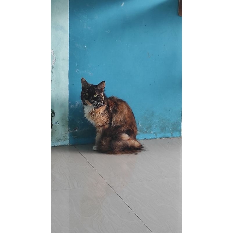 kitten mainecoon KUCING