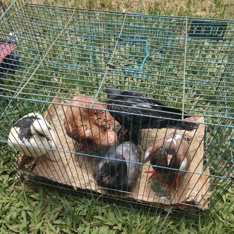 merpati bahan kolongan