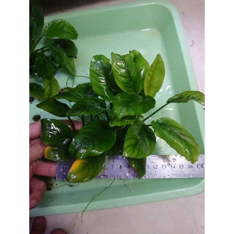 nubias barteri var nana jumbo, anubias nana besar -tanaman aquascape