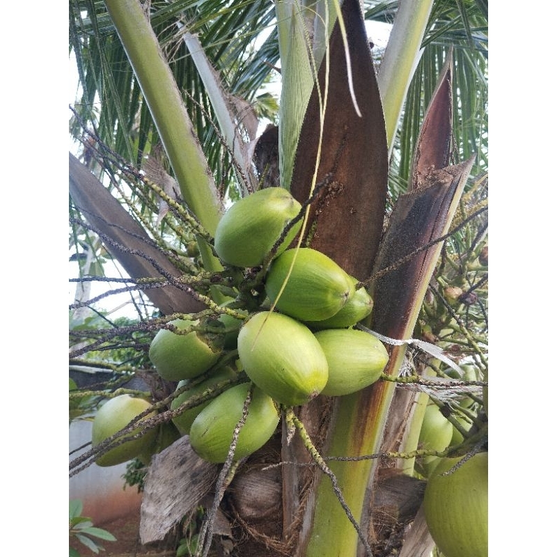 

beluluk kelapa kecil/tembuluk fresh obat tradisional diabetes kelapa hijau dan kuning