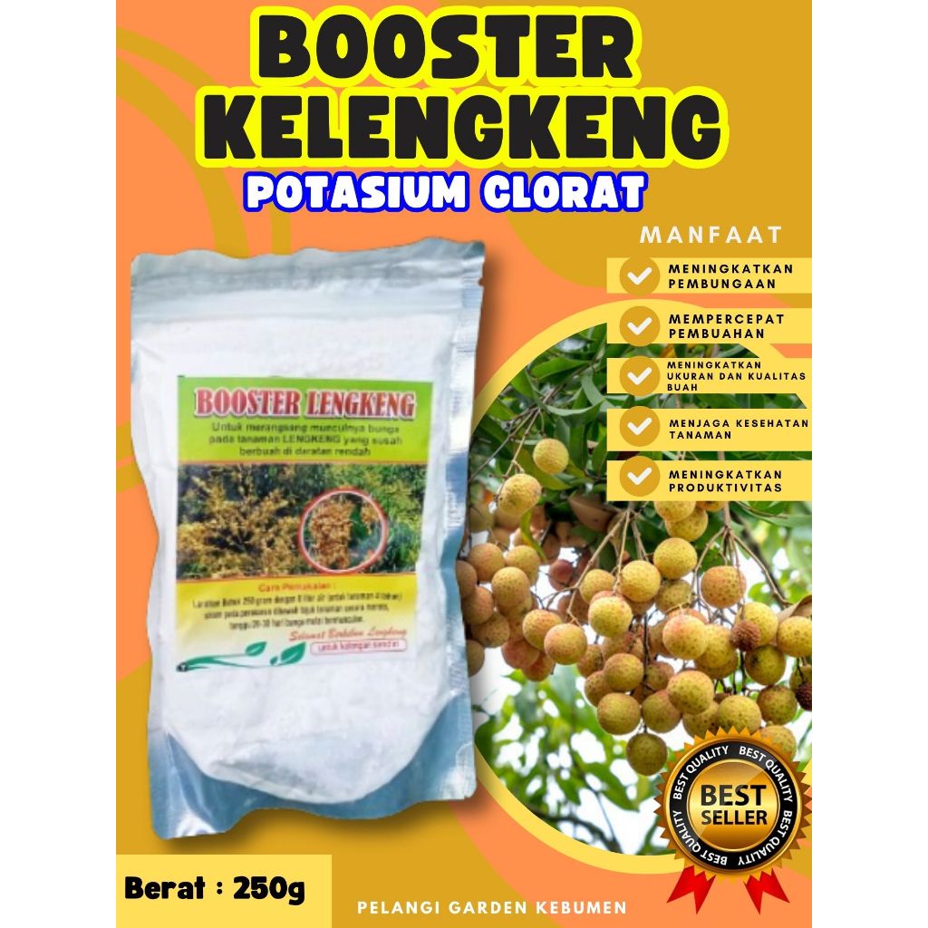 DIJAMIN ASLI ! Booster Kelengkeng Puangphet, Booster Kelengkeng Pingpong Cangkok, Booster Kelengkeng