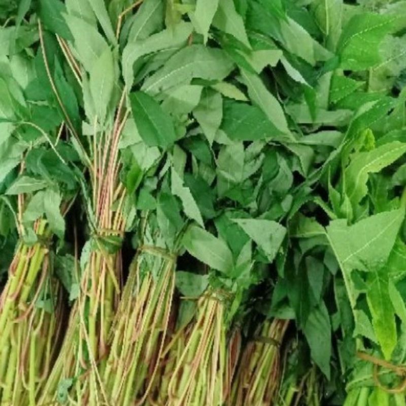 

DAUN SINGKONG SEGAR 1 IKAT LANGSUNG PETIK DAUN SINGKONG SAYUR FRESH
