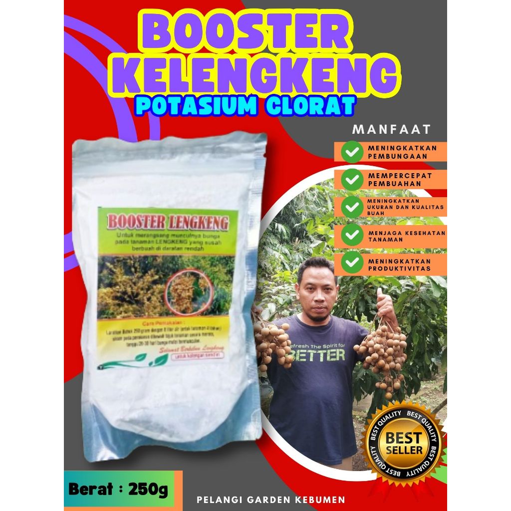 PROMO  Booster Kelengkeng Merah Cangkok Berbuah, Booster Kelengkeng Matalada, Booster Kelengkeng Mer