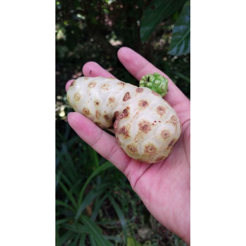 

MINUMAN SARI MENGKUDU ASLI