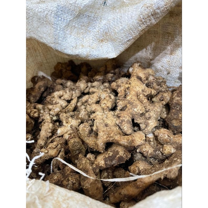 

Jahe emprit segar 1kg