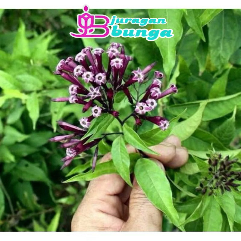 bibit bunga Arum dalu warna ungu / sedap malam ungu langka