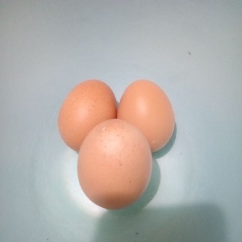 

Telur Ayam
