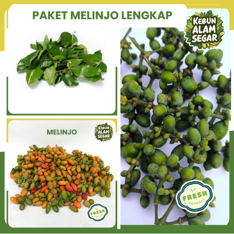 

PAKET MELINJO BELINJO LENGKAP HEMAT MURAH SEGAR