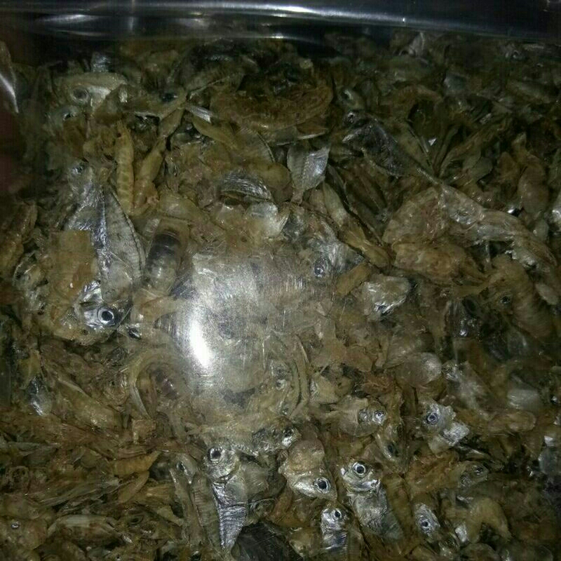 

ikan baby pirik