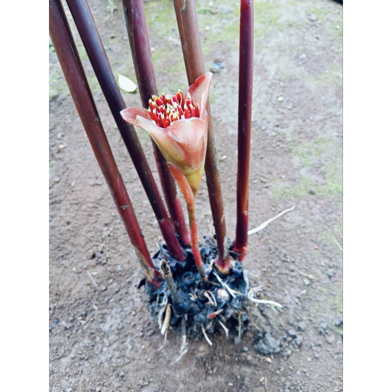 bibit  kecombrang merah / bibit kecombrang laka kecombrang honje