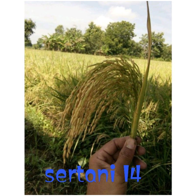 benih padi sertani 14 kemasan 5kg