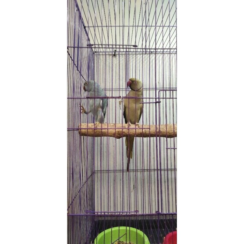 irn/indian ringneck sepasang mapan dewasa