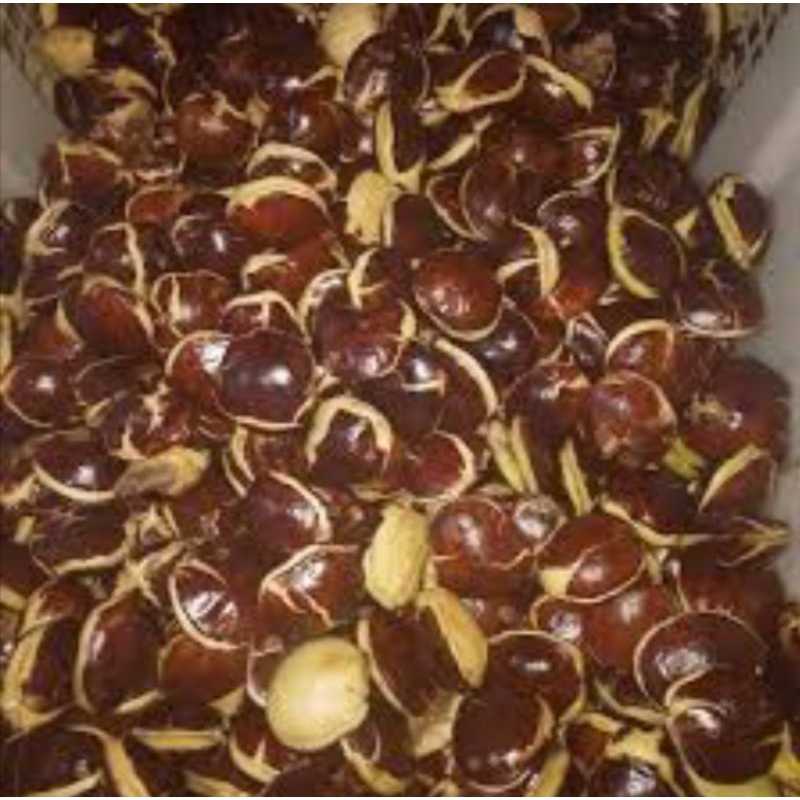 

SEPI JENGKOL TUA Rp 11500 / 500gr