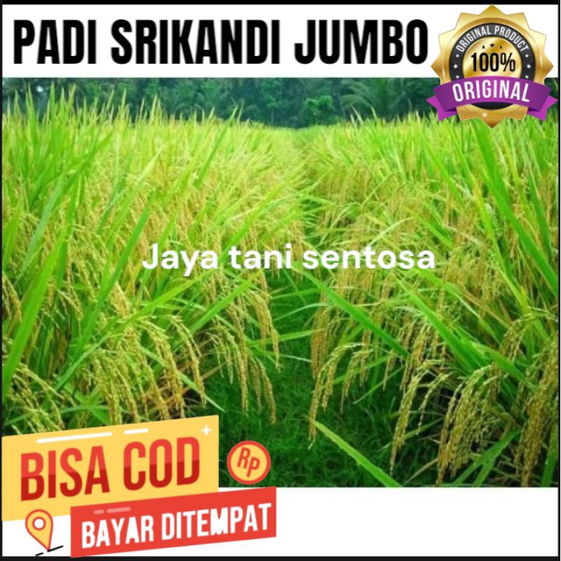 BENIH PADI SRIKANDI JUMBO KEMASAN 5KG