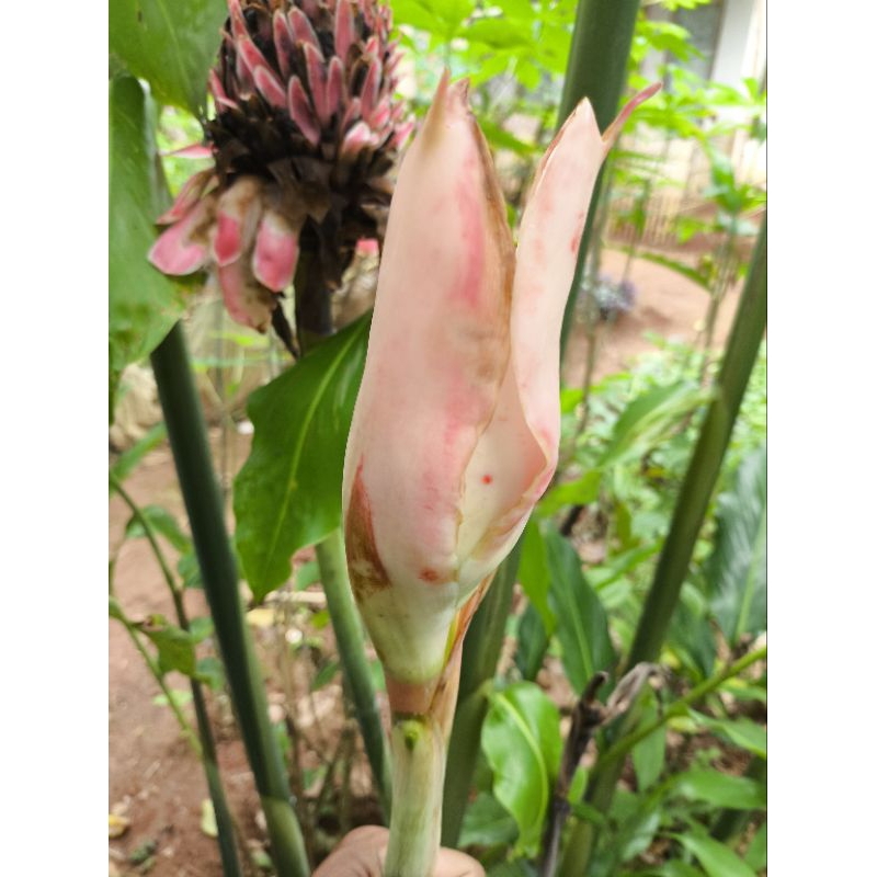 

Bunga Kecombrang Segar Kincung Bunga rias Langsung Dipetik Dari Kebun