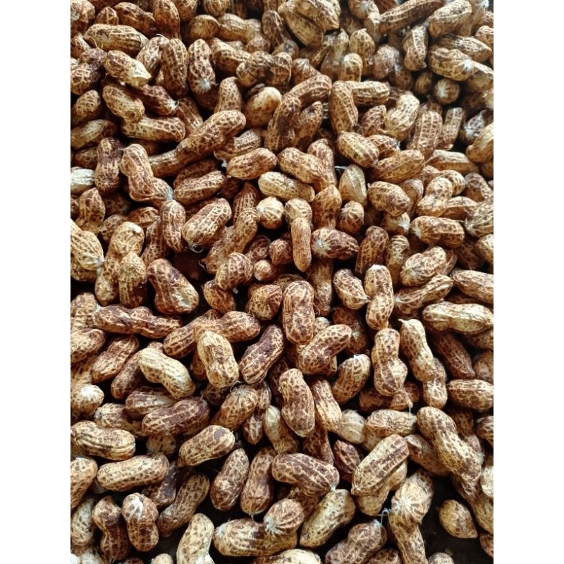 

kacang tanah kulit mentah 1 kg