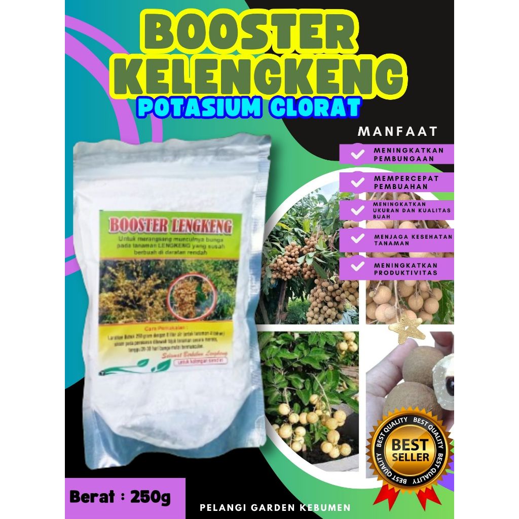 DIJAMIN ASLI  Boster Kelengkeng Puangray, Boster Kelengkeng Puangphet