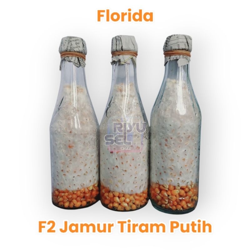 

riyusel - F2 Jamur Tiram Putih Florida Super