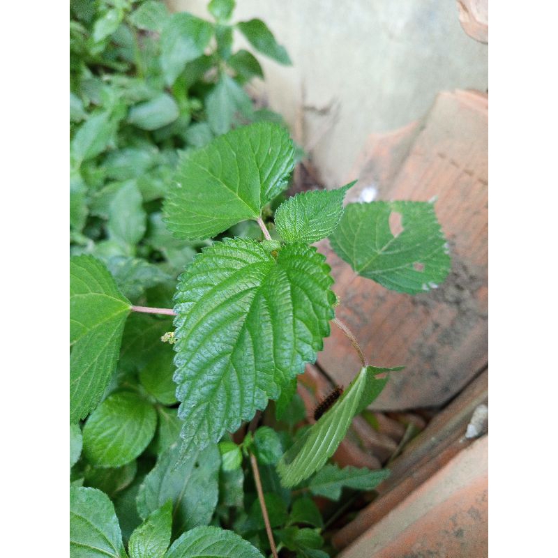 

jual jelatang/pulus kecil segar/fresh 200gram buat rempah obat herbal