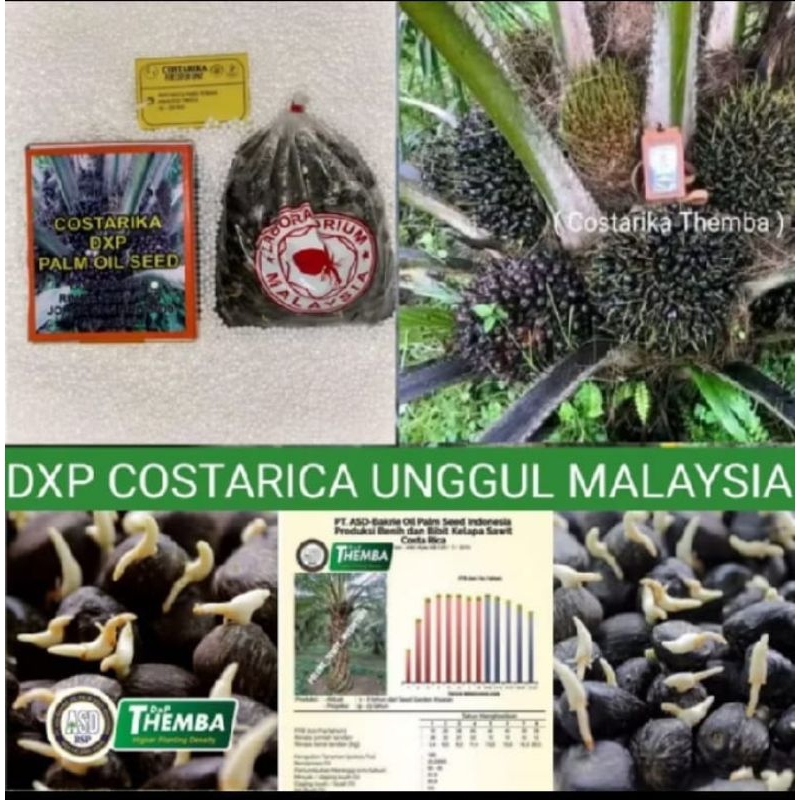 KECEMBAH SAWIT COSTARIKA UNGGUL