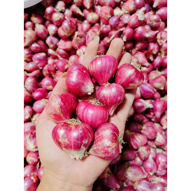 

Bawang Merah Besar Termurah