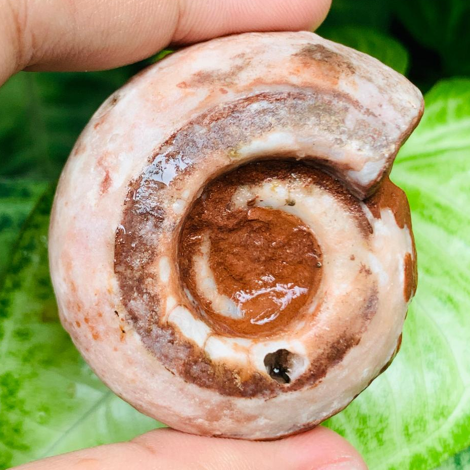 Fosil Ammonite Multicolor Calcite - Natural Ammonite Full Suture Calcite