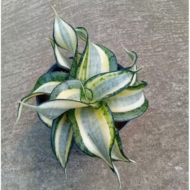 Tanaman Hias Sansivera Golden Wendy's