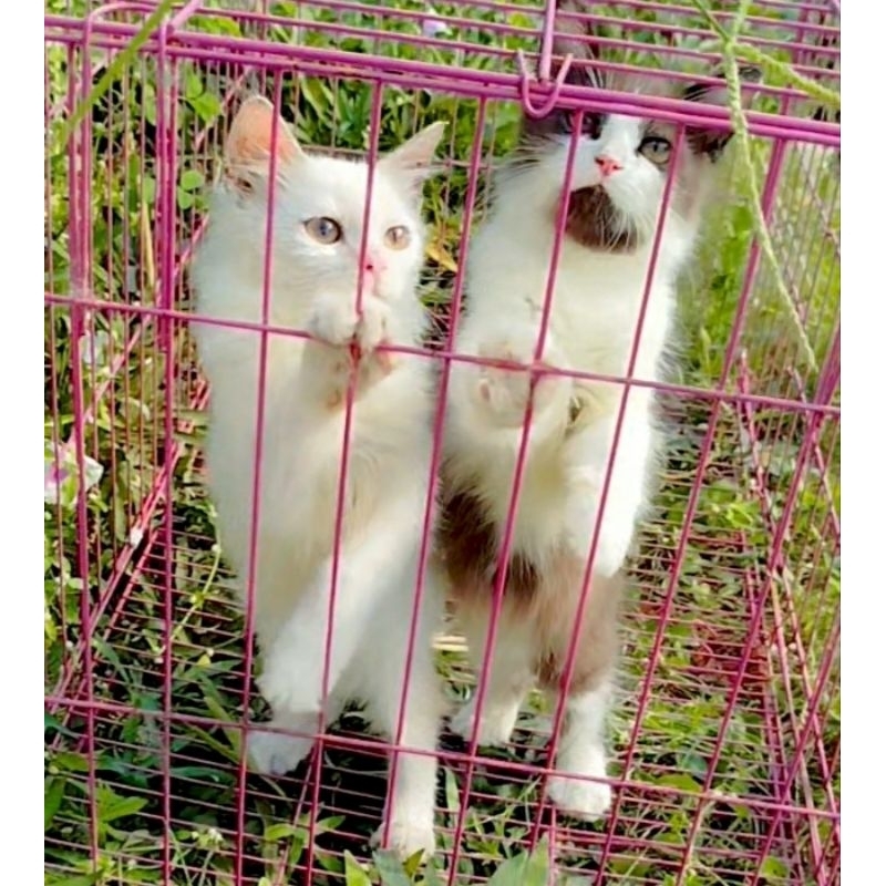ANAK KUCING PERSIA JANTAN BETINA DEWASA BEKASI UTARA