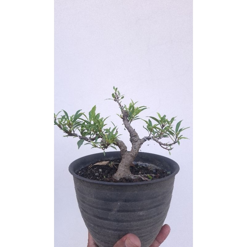bonsai beringin afrika
