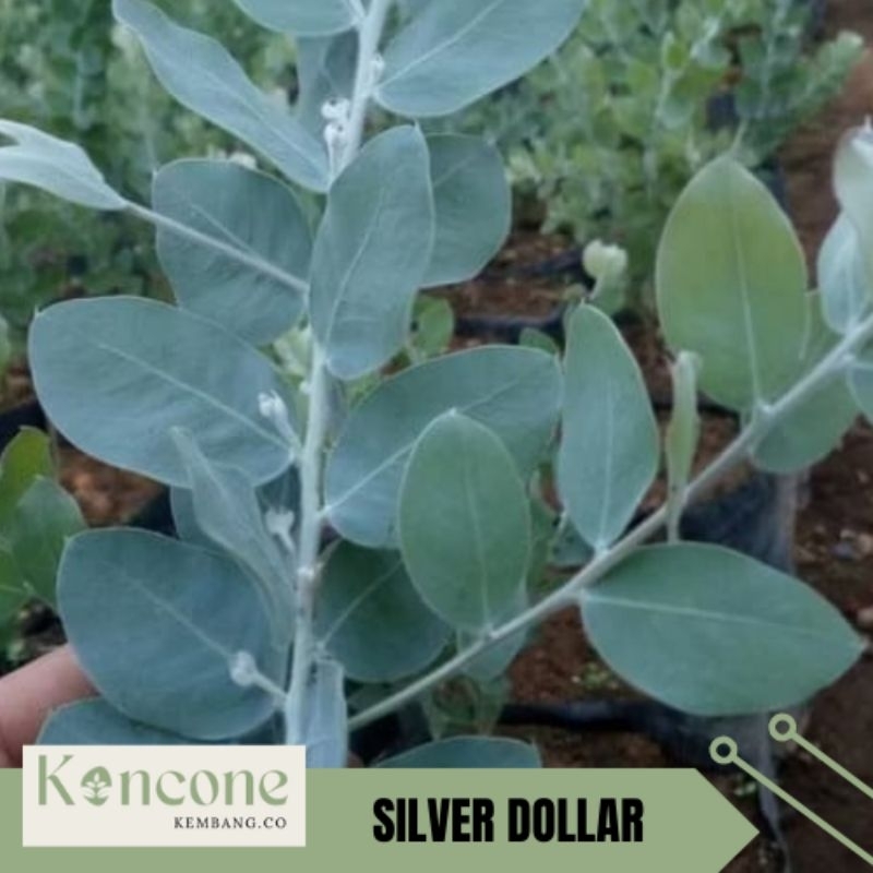 Tanaman hias silver dollar | Bibit tanaman daun memusa | Tanaman Eucalyptus Cinerea Silver Dekorasi