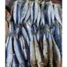 

IKAN ASIN TAMBAN STOK TERBARU/FRESH