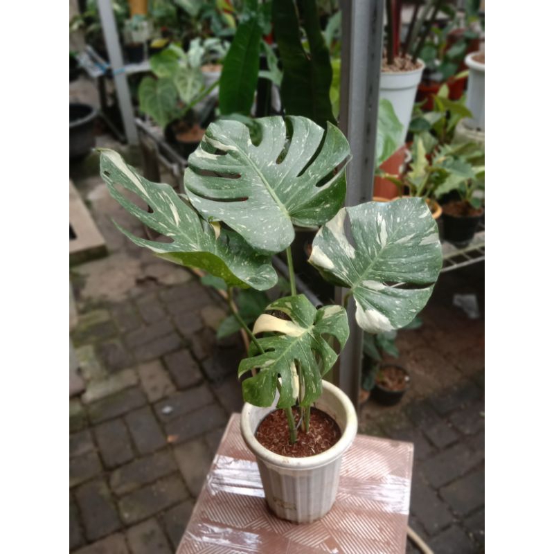 MONTHAI  KING VARIGATA