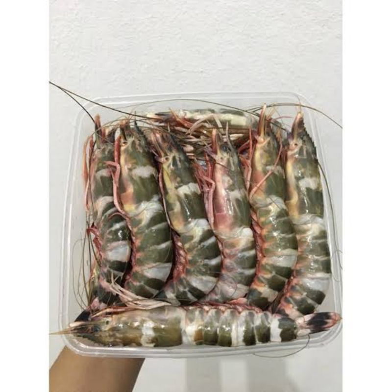 Udang Windu segar fresh/ udang segar fresh pasar flamboyan